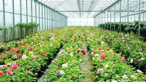 Treibhaus mit blühenden Pflanzen: Die Atmosphäre der Erde funktioniert wie ein Treibhaus.