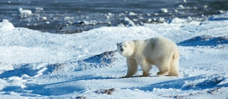 Eisbär auf einer Eisscholle: Arktis und Antarktis sind die kältesten Regionen der Erde