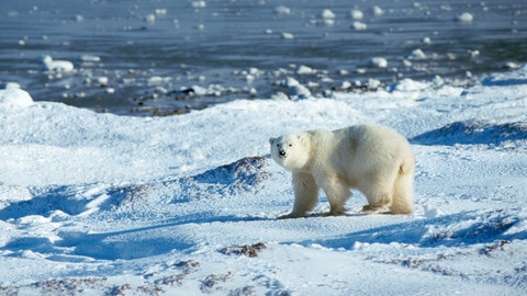Eisbär auf einer Eisscholle: Arktis und Antarktis sind die kältesten Regionen der Erde