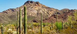 Kakteen haben sich gut an das trockene Wüstenklima angepasst. 