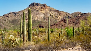 Kakteen haben sich gut an das trockene Wüstenklima angepasst. 