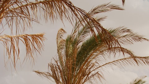 Palmen am Strand im Wind: Passatwinde vom Äquator beeinflussen unser Wetter.