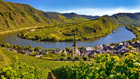 Panoramablick auf die Moselschleife bei Bremm in Rheinland-Pfalz. Die Mosel ist ein Fluss mit vielen Mäandern.