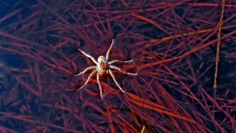 Dank der Oberflächenspannung kann eine Spinne auf Wasser laufen.