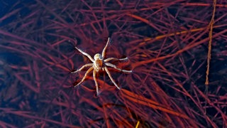 Dank der Oberflächenspannung kann eine Spinne auf Wasser laufen.