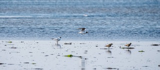 Zugvögel wie der Goldregenpfeifer rasten auf ihrer Reise gerne am Wattenmeer. Ebbe und Flut machen die Nordseeküste zu einem besonderen Lebensraum.