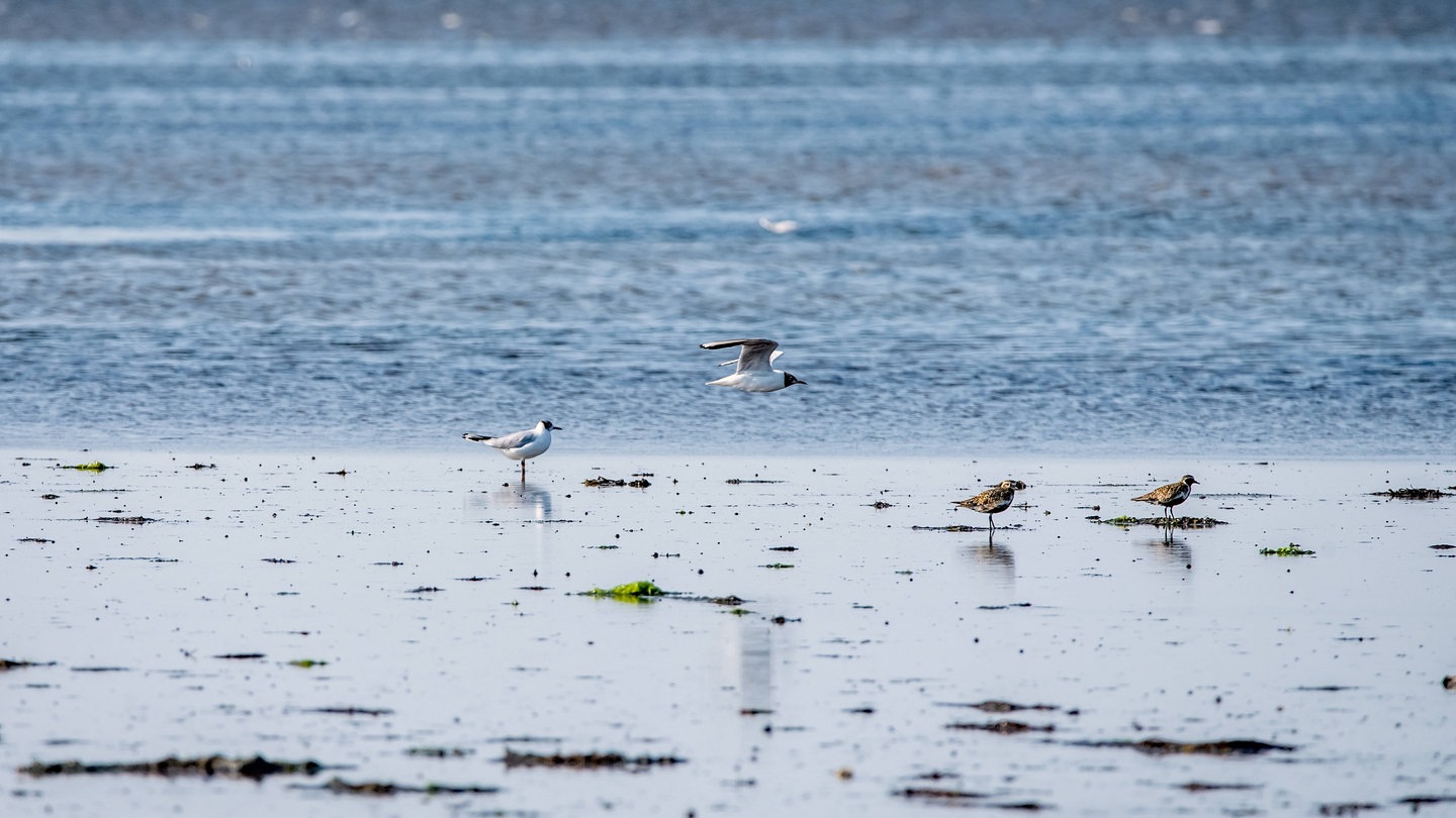 Zugvögel wie der Goldregenpfeifer rasten auf ihrer Reise gerne am Wattenmeer. Ebbe und Flut machen die Nordseeküste zu einem besonderen Lebensraum.