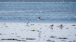 Zugvögel wie der Goldregenpfeifer rasten auf ihrer Reise gerne am Wattenmeer. Ebbe und Flut machen die Nordseeküste zu einem besonderen Lebensraum.
