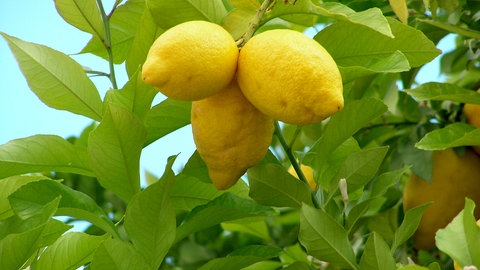 Zitronen wachsen am Baum: Dafür brauchen sie fruchtbaren Boden. Wie entsteht der?