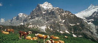 Postkartenmotiv - Felsen der Alpen mit Kühen auf der Wiese im Vordergrund. Wie sind die Alpen entstanden?