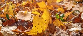 Bunte verwelkte Blätter auf dem Boden