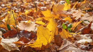 Bunte verwelkte Blätter auf dem Boden