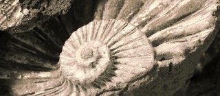 Fossilien: Wie werden Tiere und Pflanzen zu Stein? Hier Muschel-Fossilien