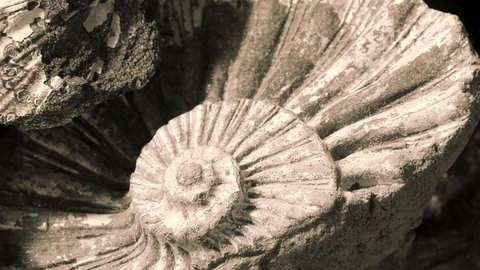 Fossilien: Wie werden Tiere und Pflanzen zu Stein? Hier Muschel-Fossilien