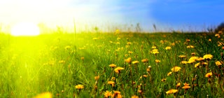Blumenwiese im Sonnenschein: Welche Wirkung hat das Sonnenlicht auf der Erde?