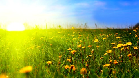 Blumenwiese im Sonnenschein: Welche Wirkung hat das Sonnenlicht auf der Erde?