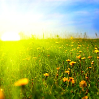 Blumenwiese im Sonnenschein: Welche Wirkung hat das Sonnenlicht auf der Erde?
