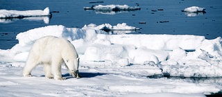 Eisbar in der Arktis: Eine Folge des Klimawandels sind die schmelzenden Pole. Dadurch erhöht sich der Wasserspiegel.
