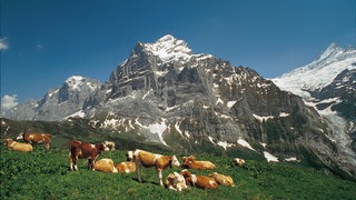 Postkartenmotiv - Felsen der Alpen mit Kühen auf der Wiese im Vordergrund. Wie sind die Alpen entstanden?