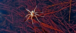 Dank der Oberflächenspannung kann eine Spinne auf Wasser laufen.