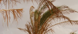 Palmen am Strand im Wind: Passatwinde vom Äquator beeinflussen unser Wetter.