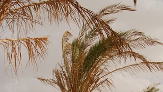 Palmen am Strand im Wind: Passatwinde vom Äquator beeinflussen unser Wetter.
