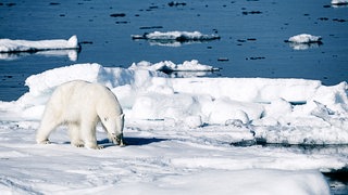 Eisbar in der Arktis: Eine Folge des Klimawandels sind die schmelzenden Pole. Dadurch erhöht sich der Wasserspiegel.