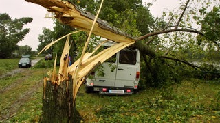 Baum auf ein Transporter gestürzt: Wie entstehen Wirbelstürme und welchen Schaden verursachen sie?