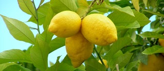Zitronen wachsen am Baum: Dafür brauchen sie fruchtbaren Boden. Wie entsteht der?