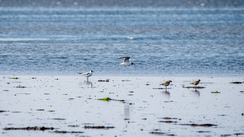 Zugvögel wie der Goldregenpfeifer rasten auf ihrer Reise gerne am Wattenmeer. Ebbe und Flut machen die Nordseeküste zu einem besonderen Lebensraum.