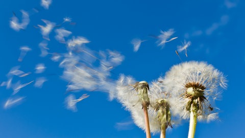 Pusteblume im Wind verliert ihre Samen: Wie entsteht Wind?