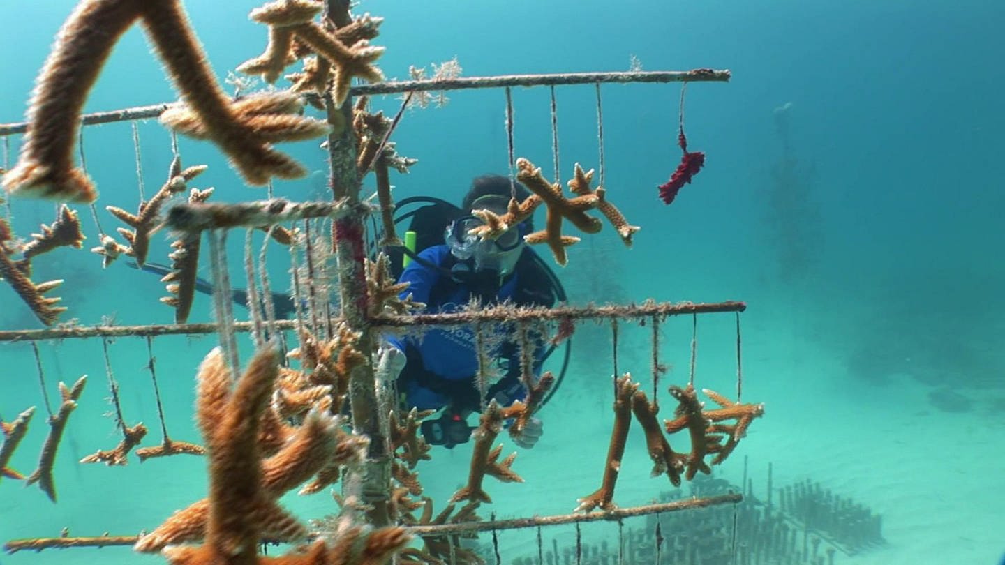 Unterwasserbild eines Tauchers vor einem Wrack, an dem Korallen hängen.