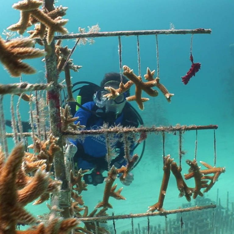 Unterwasserbild eines Tauchers vor einem Wrack, an dem Korallen hängen. (Foto: SWR - Screenshot aus der Sendung)
