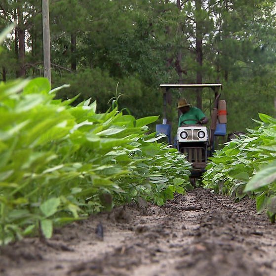 Landwirtschaft in Georgia (Foto: SWR – Screenshot aus der Sendung)