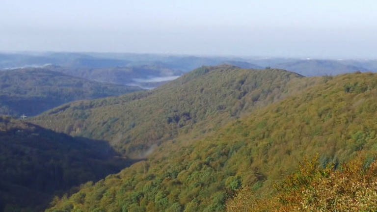 Bannerbild Pfälzer Wald (Foto: SWR – Screenshot aus der Sendung)