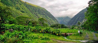 Klimazone Tropen: Die feuchten Regionen mit dem Regenwald sind nur ein Teil der Tropen - auch die Sawanne gehört dazu.