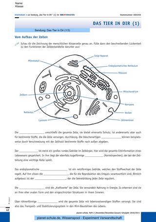 Arbeitsblatt 4: Aufbau von Körperzellen (Foto: )