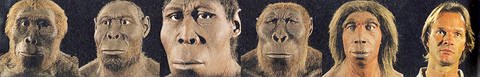 Collage - Lucy, Homo rudolfensis, Homo erectus, Paranthropus Boisei, Neandertaler, Homo sapiens sapiens (Foto: SWR)
