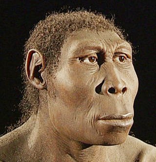 Rekonstruktion Homo erectus (Foto: SWR)