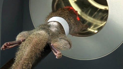 Spitzhörnchen im MicroCT-Scanner. (Foto: SWR - Screenshot aus der Sendung)