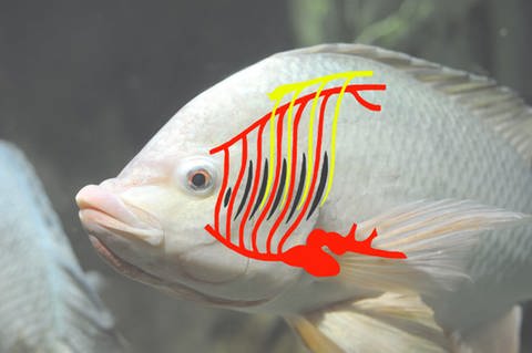 Grafik der Kiemenbogengefäße und –nerve n eines Fisches (Foto: www.colourbox.com, Collage SWR)