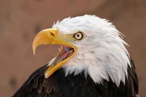 Porträt eines Weißkopfseeadlers (Foto: www.colourbox.com)