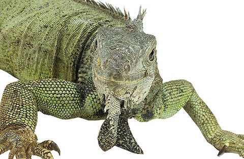 Ein grüner Leguan (Foto: www.colourbox.com)