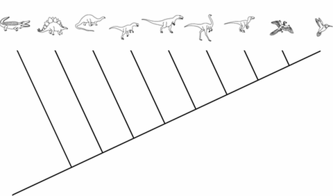 Systematik der Archosaurier (Foto: SWR)