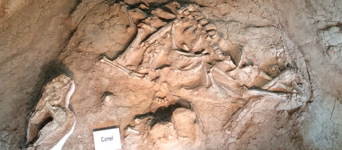 Die Fossilien eines Urzeit-Kamels: Wie kann man das Alter von archäologischen Funden bestimmen? (Foto: IMAGO, IMAGO / Pond5 Images)