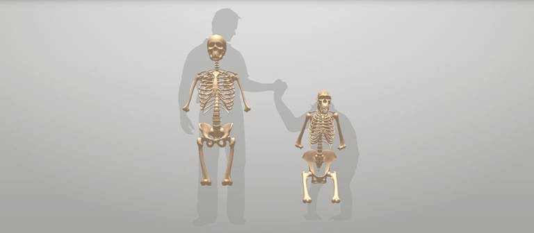 Screenshot aus dem Spiel Skelettbaukasten aus dem Bereich Evolution und Experiment Verwandtschaft (Foto: )