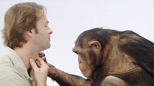 Schimpansin tastet Kehlkopf des Menschen ab
