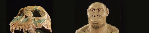 Homo rudolfensis lebte vor 2,4 Millionen Jahren. Er konnte Werkzeuge einsetzen und hatte ein großes Gehirn.´