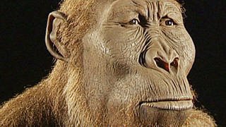 Rekonstruktion Paranthropus boisei