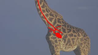 Grafik der idealen Lage des Kehlkopfnervs der Giraffe